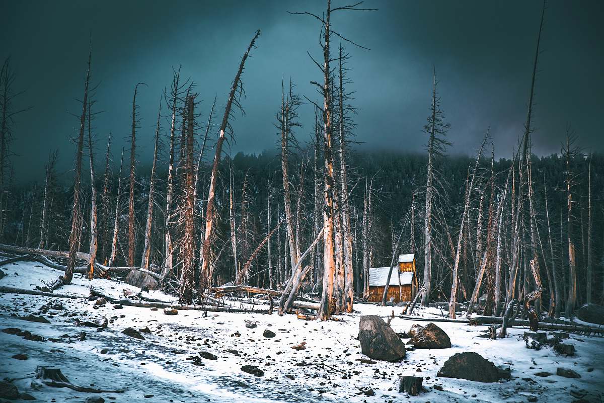 grey bare trees scenery mammoth lakes